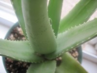 Aloe Vera Plant A2