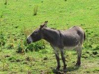 Donkey In The Meadow 2