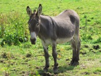 Donkey In The Meadow