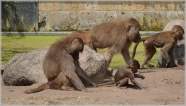 Monkeys, Baboons 02