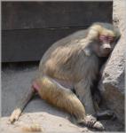 Monkeys, Baboons 08