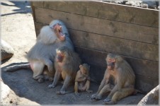 Monkeys, Baboons Set 2.06