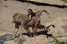 Monkeys, Baboons Set 2.11