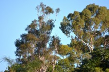 Australian Trees