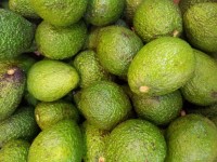 Avocado Fruit Close Up