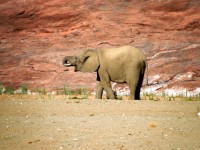 Baby Elephant In Canyon