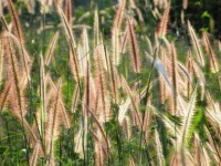 Backlit Grass Meadow