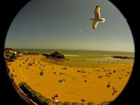 Beach And Seagull