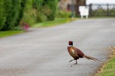 Bird Crossing Road