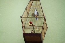Bird Inside The Cage