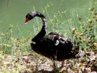 Black Swan By River