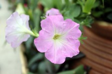 Blossom Pink Flower