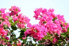 Bougainvillea Flower In Blossom