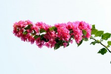 Bougainvillea Flower In Blossom