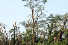 Broken Trees In The Storm