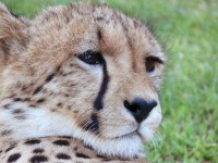 Cheetah Looking Right