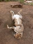 Cheetah On Back