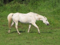 White Horse Walking