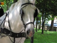 Horses Boulogne 2
