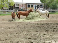 Neighbor's Horses - May 2013 (2)