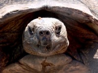 Close Up Tortoise Head