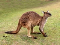 Crouching Kangaroo