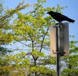 Crow On Pole