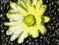 Daisy Background Flower Canvas