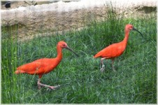 The Red Ibis 01