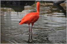 The Red Ibis 04