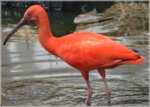 The Red Ibis 06