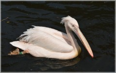 Pink Pelican 02