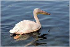 Pink Pelican 04