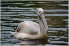 Pink Pelican 06