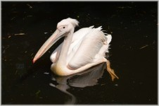 Pink Pelican 12
