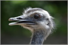 The Ostrich, A Portrait 05