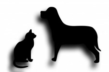 Dog And Cat