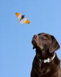 Dog Watches Butterfly