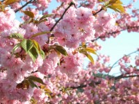 Double-flowered Cherry