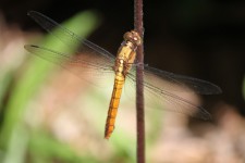 Dragonfly On The Stick