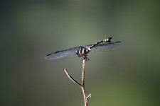 Dragonfly On The Stick