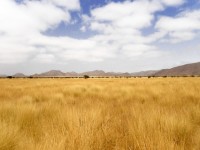 Dry Yellow Grass Of Namibia