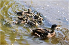 Duck With Little Ducklings