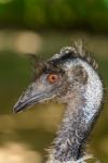 Emu Brown