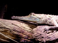 Freshwater Crocodile On Log