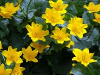 Yellow Flowers With Deep Green