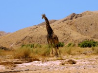 Giraffe In Namibian Desert