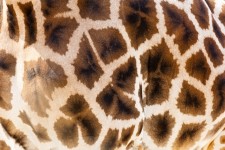 Giraffe Skin Texture