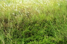Grass Background 3