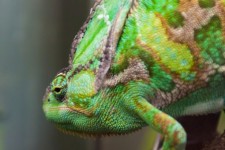 Green Chameleon